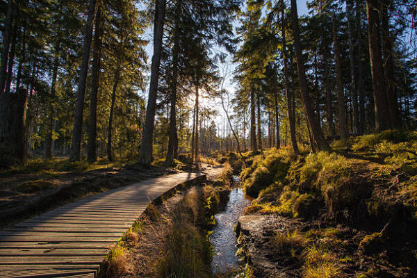 Harz