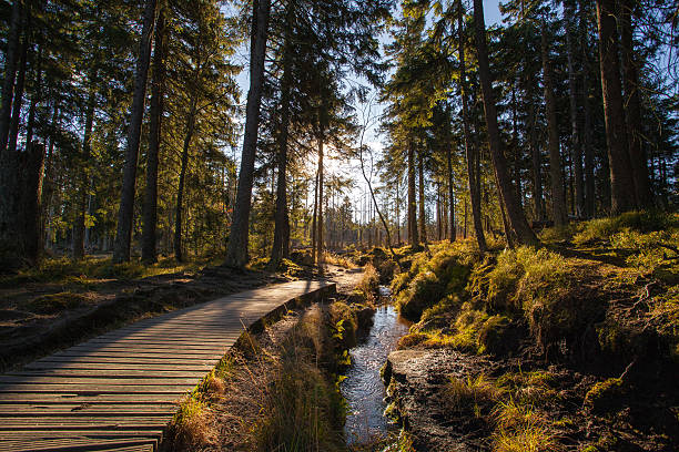 Harz