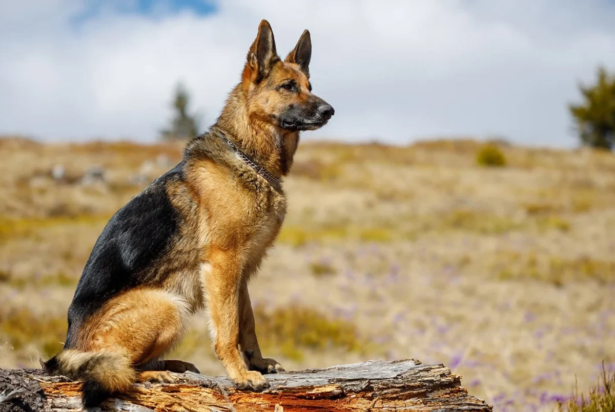 Deutscher Schäferhund
