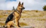 Deutscher Schäferhund