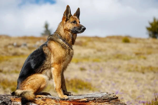 Deutscher Schäferhund